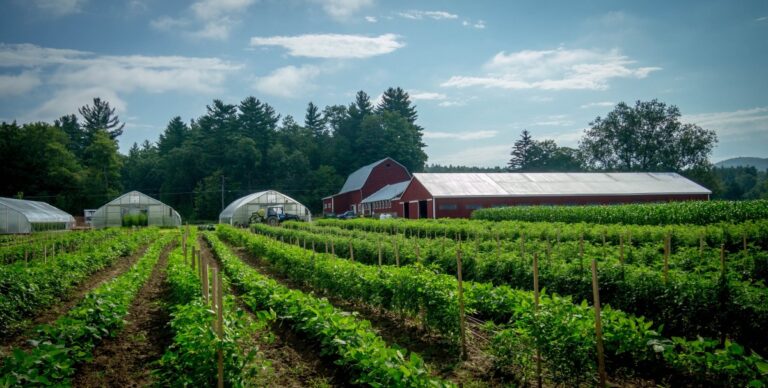 IoT e blockchain a supporto dell’agricoltura sostenibile