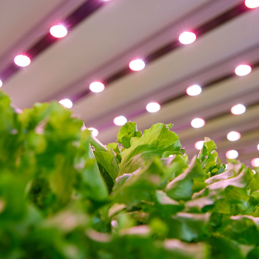 Planet Farms - Vertical Farm