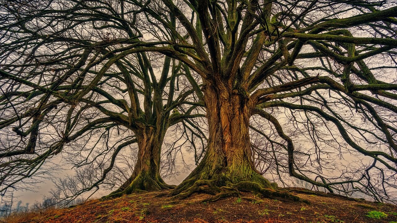 decision tree